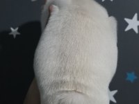 LİLAC AND TAN PLATİNUM ERKEK FRENCH BULLDOG İZMİR