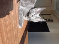 Blue ve Black smooke Arnold in son maine coon yavruları