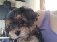 Baba saf kan teacup yorkshire terrier yavrularımız