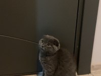 Scottish fold kedimiz