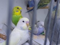 Alıştırmalık muhabbet kuşu yavrular hepsi güzel