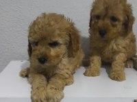 Toy poodle yavru köpekler