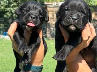 Cane corso yavrularımız çiftliğimızden
