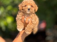 BÜYÜMEYEN AŞILI ÇİŞ EĞİTİMLİ MALTİPOO BEBEKLER