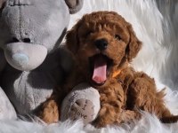 KORE TEACUP POODLE YAVRULARIMIZ
