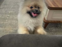 Dişi erkek pomeranian