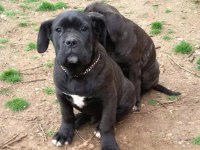Son 1 dişi 1 erkek cane Corso yavrular kapıda ödemeli