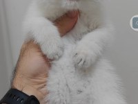 British Shorthair Kedisi