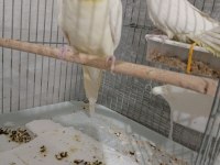 Daha önceden yavru alındı iki takım sultan papağanı