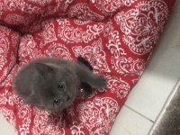 British shorthair yavrularımız yuvalarını arıyor