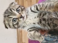 2 aylık scottish fold