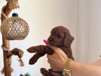 Çok Tatlı, Red Brown, Orijinal Toy Poodle Yavruları