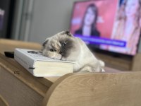 Scottish fold güzel kızım