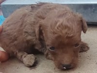 30 günlük poodle bebekler