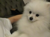 Sahibinden pomeranian boo