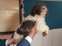 NADIR IRK LAGOTTO ROMAGNOLO TOY POODLE
