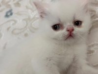 Teslime hazır british shorthair bebekler