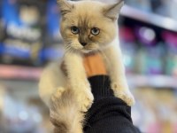KEDİMİZİN GÜNÜ GELEN AŞILARI YAPILDI KUM ALIŞKANLIĞI VAR