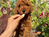 TOY POODLE IRK VE SAĞLIK GARANTİLİ