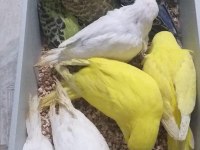 Ele alıştırmalık rengarenk muhabbet kuşu yavrular