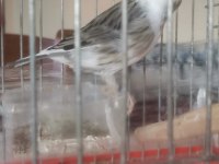 Hazır Bangir Bangir Oter Durumda Harleguin Kanarya