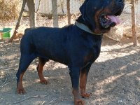 Bekçilik Yapar King Size Rottweiler
