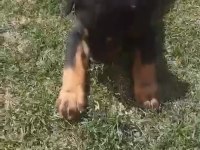 ÇOK UYGUNA ROTWEİLLER YAVRUSU (AÇIKLAMA)