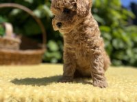 Harika Güzellikte Toy Poodle Yavrular