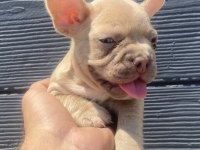 İzmirden french bulldog yavrularımız