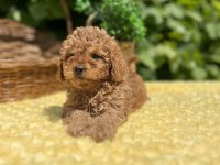 Dost canlısı Sevimli Toy Poodle Bebekler