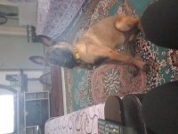 Belçika malinoisi