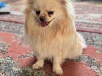 2 Yaşında Dişi Pomeranian Doğum Tecrübeli
