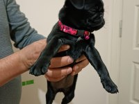 Siyah 45 günlük dişi pug