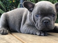 FRENCH BULLDOG YAVRULARI