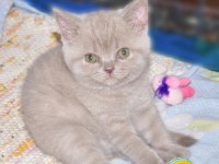 Kaliteli 2 aylik 2 erkek Scottish fold,