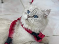 Safkan ırk British long hair 1 yaşında erkek