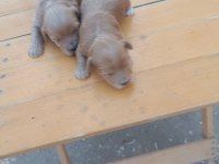 Maltipoo teriyer