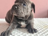 anatomi harikası cane corso bebeklerim