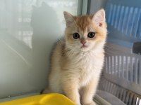 En güzel ny12 golden british shorthair yavrumuz