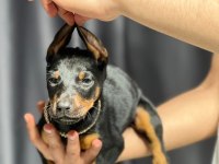 Safkan doberman