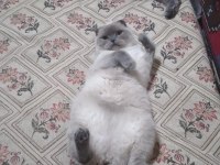 Sevimli scottish fold kedimiz pamuk