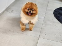 Şampiyon efsane erkek yetişkin pomeranian