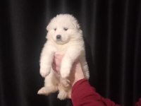 safkan samoyed