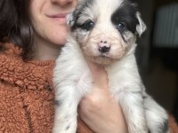 Border Collie Yavrularımız eğitim merkezimizden