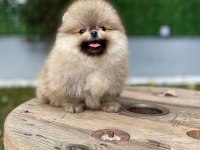 SAFKAN ORJİNAL POMERANİAN YAVRULARI