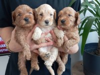 ÜST KALİTE 0 NUMARA MALTİPOO YAVRULARIMIZ