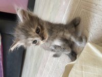 British longhair 1.5 aylık