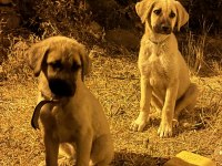 Anadolu Çoban Köpeği - Kangal Yavruları