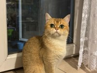 British Shorthair Ny11 Dişi