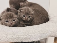 Scottish fold bebekler